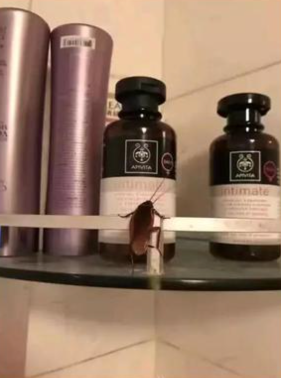 河内1.5分彩：如果人类灭绝：接管地球的可能是蟑螂